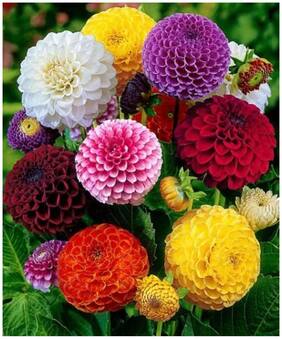 Flower Seeds : Dahlia-Bambino Dwarf Flower Seeds For Winter Garden [Home Garden Seeds Eco Pack] Plant Seeds By Creative Farmer