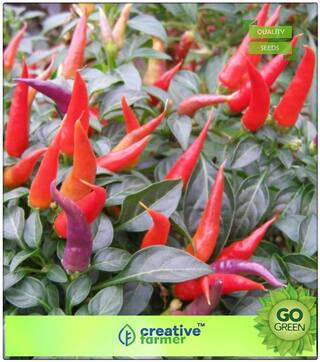 Flower Seeds For Rainy Season : Ornamental Chili Peppers Premium Kitchen Garden Plant Seeds