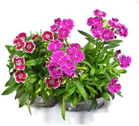 Flower Seeds : Dianthus-Baby Doll Flea Plants Seeds Air Purifying Garden [Home Garden Seeds Eco Pack] Plant Seeds By Creative Farmer