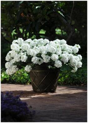 Flower Seeds : Mixed Verbena Flower White Garden Seeds At Home Garden [Home Garden Seeds Eco Pack] Plant Seeds By Creative Farmer