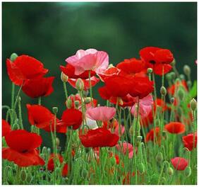 Flower Seeds : Papaver Rhoeas Plant Garden Seeds Garden Seeds To Plant Garden [Home Garden Seeds Eco Pack] Plant Seeds By Creative Farmer