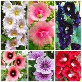 Flower Seeds : Hollyhocks-Powderpuff Dbl Mix Farm Seeds Garden [Home Garden Seeds Eco Pack] Plant Seeds By Creative Farmer