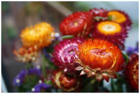 Flower Seeds : Helichrysum Bracteatum Plant Seeds Hybrid Mixed Colour Seeds Garden [Home Garden Seeds Eco Pack] Plant Seeds By Creative Farmer