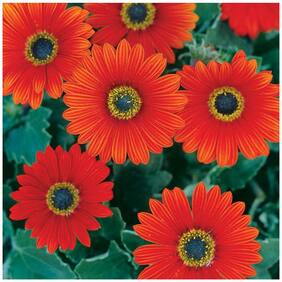 Flower Seeds : Arctotis Grandis-Glittering Mix Live Plant Seeds Garden [Home Garden Seeds Eco Pack] Plant Seeds By Creative Farmer