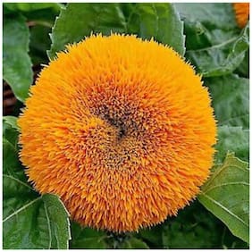 Flower Seeds : Surajmukhi Teddy Flower Seeds For Basket Flower Plant Seeds Home Garden Garden [Home Garden Seeds Eco Pack] Plant Seeds By Creative Farmer