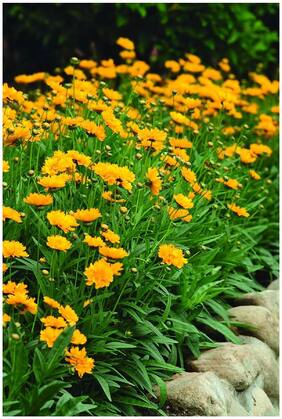 Flower Seeds : Coreopsis Crassifolia For Hedge Flower Seeds Hybrid Flowering Plants For Canopy Garden [Home Garden Seeds Eco Pack] Plant Seeds By Creative Farmer