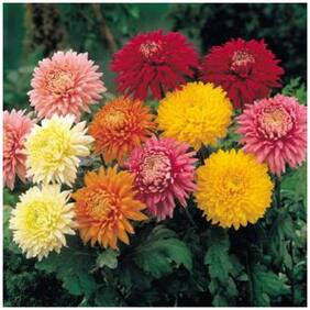 Flower Seeds : Daily Seeds Mixed F1 Winter Season Flower Plant Seeds Garden [Home Garden Seeds Eco Pack] Plant Seeds By Creative Farmer