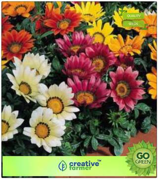 Flower Seeds For Summer Season : Gazania Mixed Colour Premium Kitchen Garden Plant Seeds