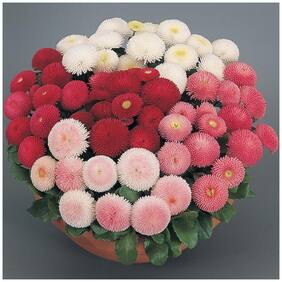 Flower Seeds : Daisy- Pomponent Mixed Flower Seeds Hybrid - Garden Flower Seeds Pack by Creative Farmer