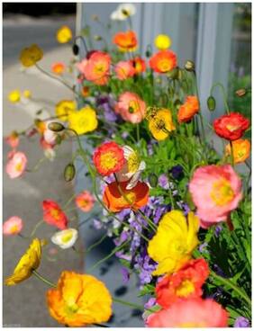 Flower Seeds : Khas-Khas Flower Seeds For Rainy Season Seeds For Gardening Garden [Home Garden Seeds Eco Pack] Plant Seeds By Creative Farmer