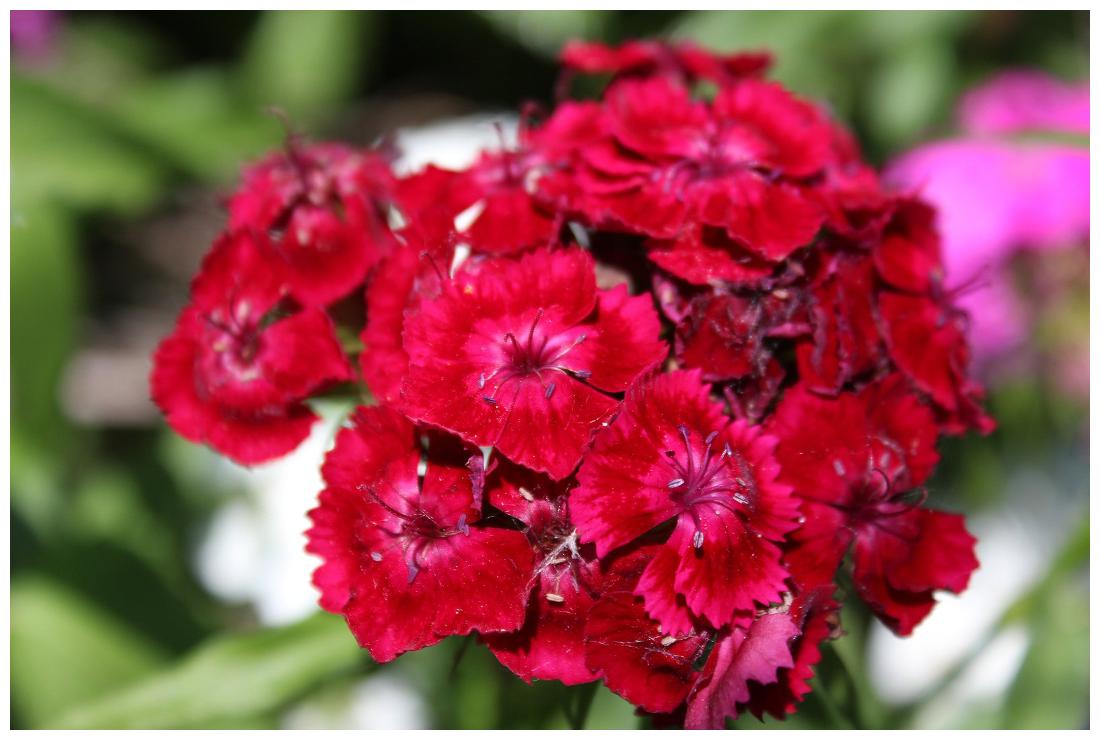 https://assetscdn1.paytm.com/images/catalog/product/H/HO/HOMFLOWER-SEEDSCREA88747CF89A2B1/1563033353330_1..jpg