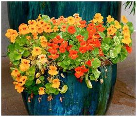 Flower Seeds : Indian Cress Plant Seeds With Instruction Manual Garden [Home Garden Seeds Eco Pack] Plant Seeds By Creative Farmer