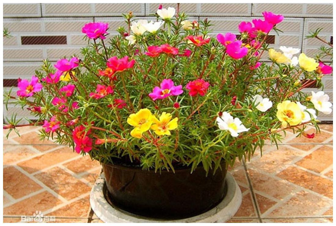 https://assetscdn1.paytm.com/images/catalog/product/H/HO/HOMFLOWER-SEEDSCREA88747D082B579/1563111308626_1..jpg