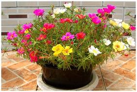Flower Seeds : Rose Moss Seeds For Home Garden Garden [Home Garden Seeds Eco Pack] Plant Seeds By Creative Farmer