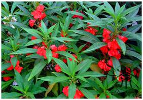 Flower Seeds : Gul-Mehndi Flower Seeds Winter Flower Seeds For Garden Balcony Garden [Home Garden Seeds Eco Pack] Plant Seeds By Creative Farmer
