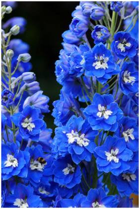 Flower Seeds : Delphinium Live Plant Seeds Garden [Home Garden Seeds Eco Pack] Plant Seeds By Creative Farmer