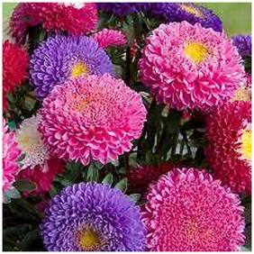 Flower Seeds : Aster Pomponent Formula Mix Seeds Heirloom Seeds Garden [Home Garden Seeds Eco Pack] Plant Seeds By Creative Farmer