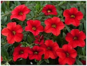 Flower Seeds : Petunia-Scarlet Red Seeds For Monsoon Plants Seeds For Mini Pots Garden [Home Garden Seeds Eco Pack] Plant Seeds By Creative Farmer