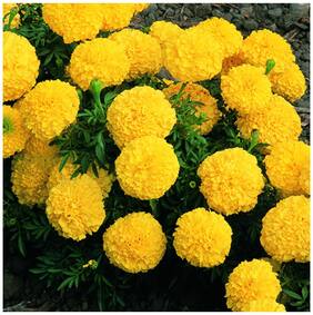 Flower Seeds : Marigold-Dhan Basanti Everblooming Flowers Garden [Home Garden Seeds Eco Pack] Plant Seeds By Creative Farmer