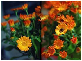 Flower Seeds : Calendula-Fiesta Gitana Mixed Hybrid Container Garden Garden [Home Garden Seeds Eco Pack] Plant Seeds By Creative Farmer