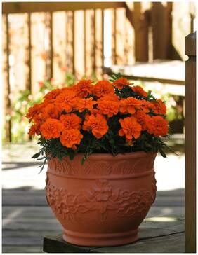 Flower Seeds : Rare French Marigold 'Solar Red' F1 Hybrid Imported Seeds Flower Garden Garden [Home Garden Seeds Eco Pack] Plant Seeds By Creative Farmer