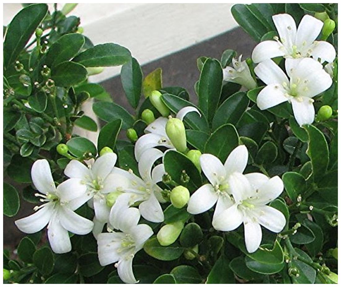 https://assetscdn1.paytm.com/images/catalog/product/H/HO/HOMFLOWER-SEEDSCREA88747D573F5A6/1563030719845_1..jpg