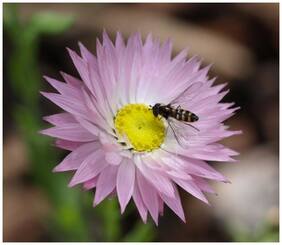 Flower Seeds : Acroclinum Double Mixed Flower Seeds Mixed Imported Seed Packet Garden [Home Garden Seeds Eco Pack] Plant Seeds By Creative Farmer