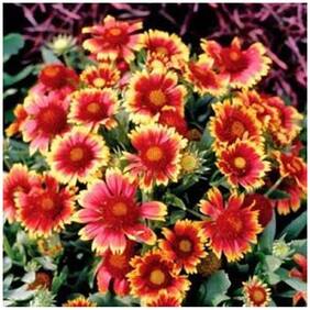 Flower Seeds : Blanketflower Flower Seeds Of Winter Season Flower Plant Seeds For Yard Garden&Outdoor Living Garden [Home Garden Seeds Eco Pack] Plant Seeds By Creative Farmer
