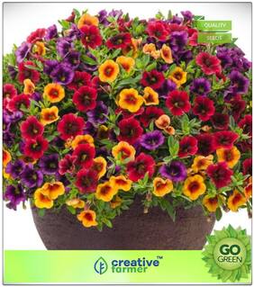 Flower Seeds For Garden : Mixed Colour Nemesia Premium Kitchen Garden Plant Seeds