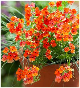 Flower Seeds : Nemesia Giant Mix Flower Seeds Of Winter Season Outside Sitting Room Garden [Home Garden Seeds Eco Pack] Plant Seeds By Creative Farmer