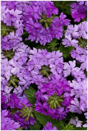Flower Seeds : Verbena Butterfly Mixed Blue Terrace Garden Flower Sweet Smelling Garden [Home Garden Seeds Eco Pack] Plant Seeds By Creative Farmer