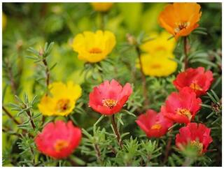Flower Seeds : Portulaca A Succulent Mix Pots Of Plants Garden [Home Garden Seeds Eco Pack] Plant Seeds By Creative Farmer