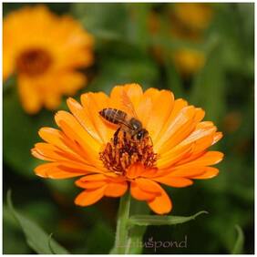 Flower Seeds : Gul-E-Ashrafi Hybrid Seeds For Kitchen Garden Balcony Plant Seeds Garden [Home Garden Seeds Eco Pack] Plant Seeds By Creative Farmer