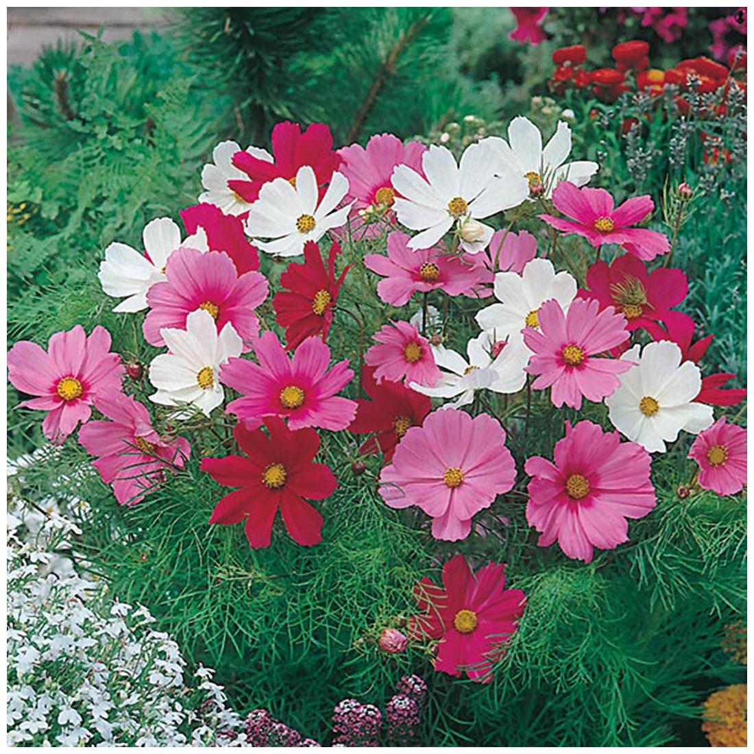 https://assetscdn1.paytm.com/images/catalog/product/H/HO/HOMFLOWER-SEEDSCREA88747DF13A8F7/1563111188819_1..jpg