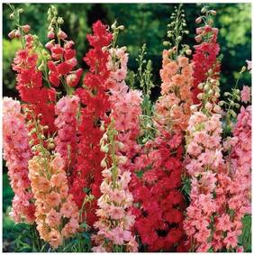 Flower Seeds : Knight S Spur Sweet Smelling Garden [Home Garden Seeds Eco Pack] Plant Seeds By Creative Farmer