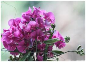 Flower Seeds : Climbing Vines Sweet Pea Flower Seeds Organic Seeds For Plants Balcony Garden [Home Garden Seeds Eco Pack] Plant Seeds By Creative Farmer