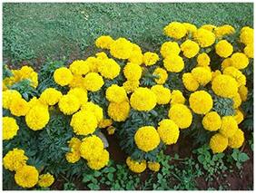 Flower Seeds Marigold Flowers Hanging Yellow Flower Seeds For Home Garden-100 Seeds by Creative Farmer
