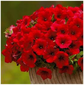 Flower Seeds : Petunia-Scarlet Red Seeds Plants Seeds Garden [Home Garden Seeds Eco Pack] Plant Seeds By Creative Farmer