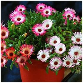 Flower Seeds : Burf-Heavens Mixed Seeds For Kitchen Garden Garden [Home Garden Seeds Eco Pack] Plant Seeds By Creative Farmer