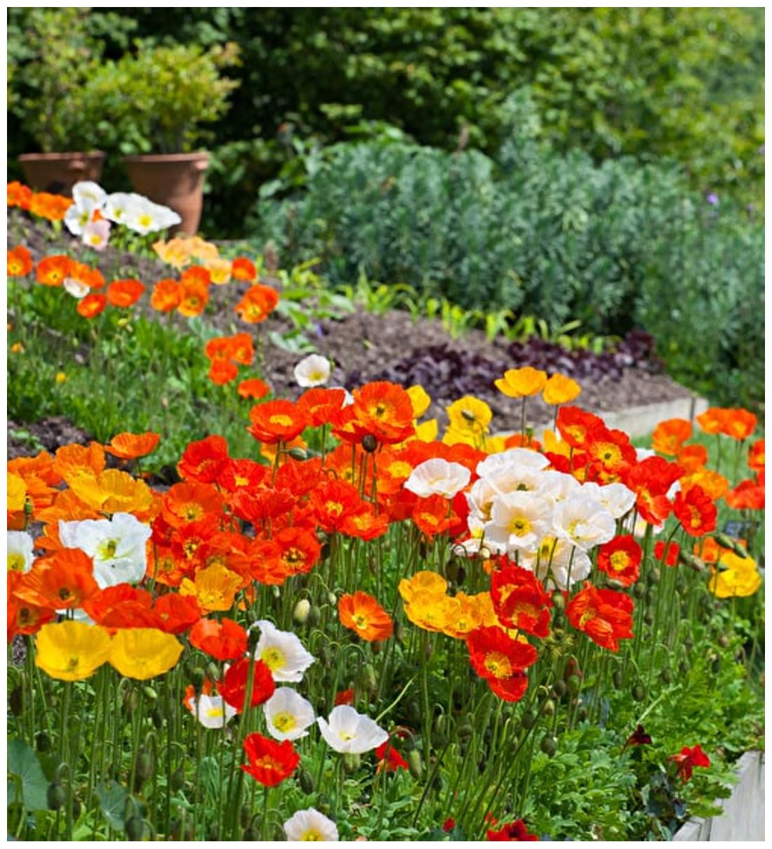 https://assetscdn1.paytm.com/images/catalog/product/H/HO/HOMFLOWER-SEEDSCREA88747E1212302/1563110535042_1..jpg