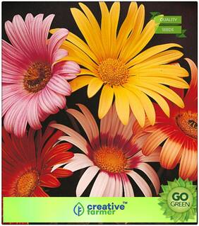 Flower Seeds For All Season India : Blue Eyed Daisy - Arctotis Grandis Premium Kitchen Garden Plant Seeds