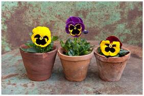 Flower Seeds : Garden Pansy Plant Seeds Flower Seeds Garden Home Balcony Garden [Home Garden Seeds Eco Pack] Plant Seeds By Creative Farmer