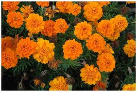 Flower Seeds : Marigold Gulzafri Orange V2 Kitchen Garden Best Seeds For Home Garden Garden [Home Garden Seeds Eco Pack] Plant Seeds By Creative Farmer