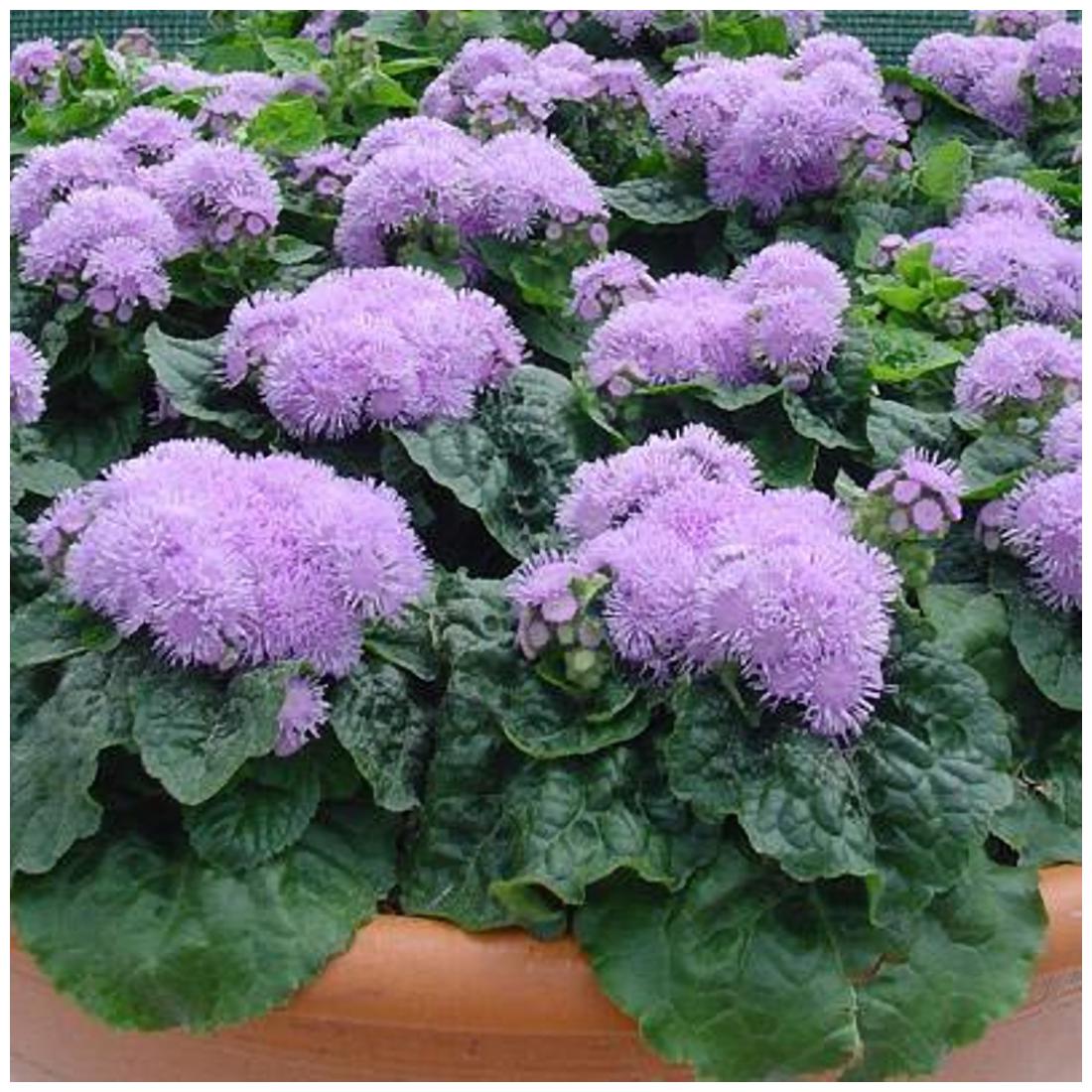 https://assetscdn1.paytm.com/images/catalog/product/H/HO/HOMFLOWER-SEEDSCREA88747E362A912/1563111104723_1..jpg