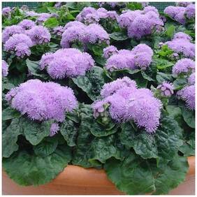 Flower Seeds : Pussy Foot Seed Packets Plants Seeds For Balcony Garden [Home Garden Seeds Eco Pack] Plant Seeds By Creative Farmer