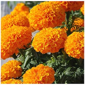 Flower Seeds : African Marigold Flower Seeds - F2 Yellow Orange Flower Seeds - Kitchen Garden Pack by Creative Farmer