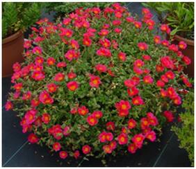Flower Seeds : Portulaca Home Depot Plants Seeds For Home India Garden [Home Garden Seeds Eco Pack] Plant Seeds By Creative Farmer