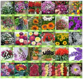 Flower Seeds : Seeds For Kitchen Garden Combo of 30 Packet of Seeds Winter & Summer Garden Flower Seeds Pack By CreativeFarmer