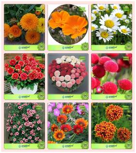 Flower Seeds : Flower Seeds Combo Calendula Orange