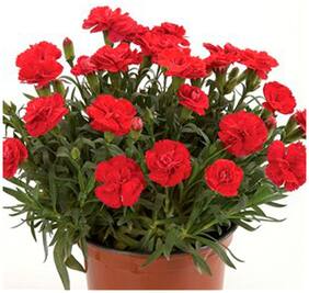 Flower Seeds : Dianthus Chabaud Giant Benigna Flower Seeds For All Season India - Garden Flower Seeds Pack by Creative Farmer